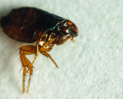 Pest-Control Niagara Ontario-How-to-Treat-a-House-for-Fleas-in-the-Winter-a-flea-1