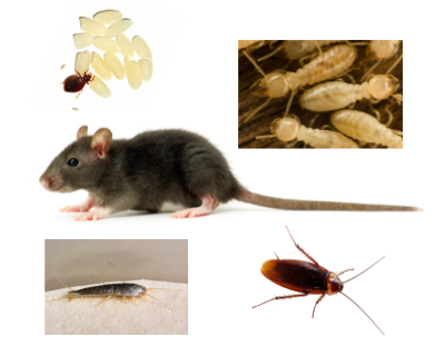 Pest-Control-Niagara-Ontario-How-to-Prevent-a-Pest-Invasion-This-Winter-various-house-pests