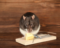Pest Control St Catharines - The Best Ways to Get Rid of Mice - a mouse eating the cheese bait in a snap trap