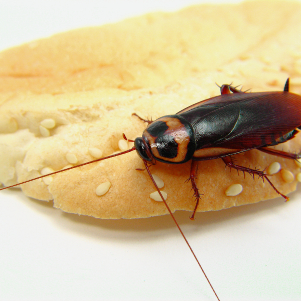 Pest Control St Catharines How to Get Rid of Roaches - roach eating a piece of bread