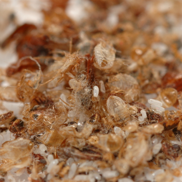 Pest Control St Catharines - Bedbugs An Ultimate Guide - eggs, casings of bed bugs