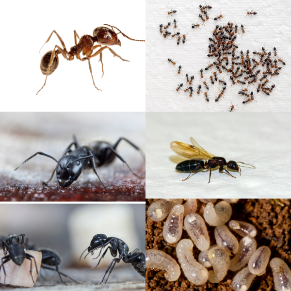 20 Smart Tips to Keep Ants Out of Your Home -various stages and types of ants