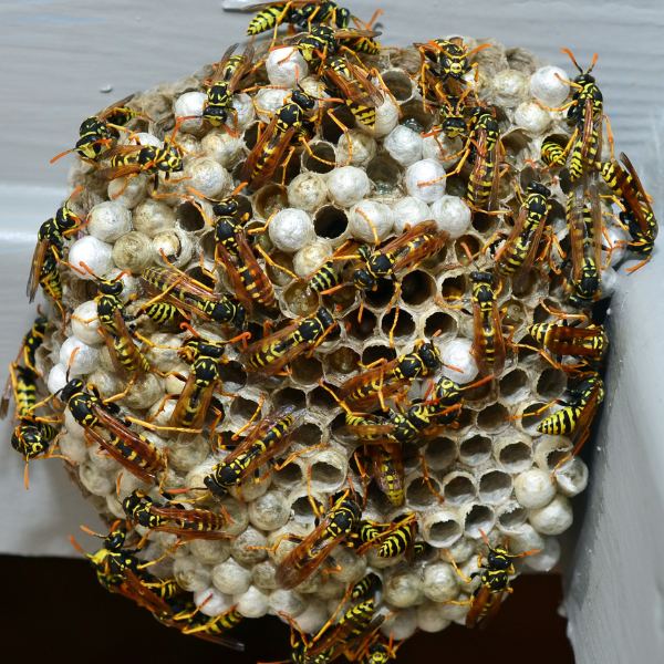 Pest Control St Catharines Bees & Stinging Insects - What a Pain! a hornets' nest