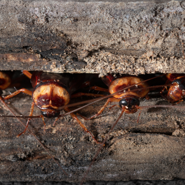 Professional Pest Control St Catharines -cockroaches peeking through a wall crack