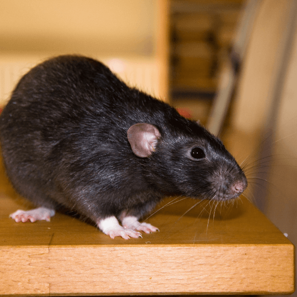 best pest control mississauga Pests, Health Risks and Pest Management a black rat