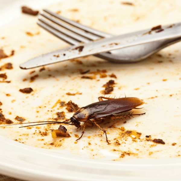 best pest control mississauga Pests, Health Risks and Pest Management a cockroach feasting on plate scraps