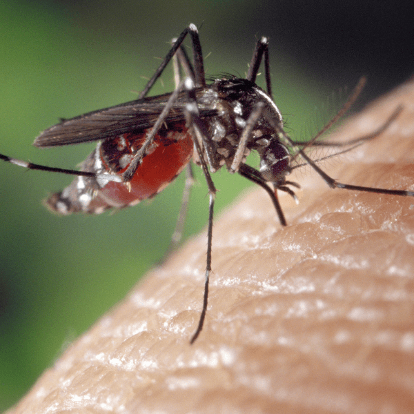 best pest control mississauga Pests, Health Risks and Pest Management a mosquito sucking blood from skin