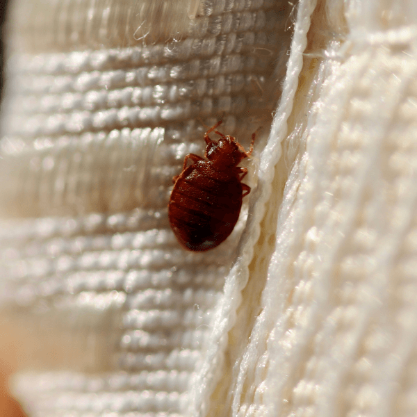 best pest control niagara region - Are you a Property Manager Dealing with Pests - a bedbug on a fabric