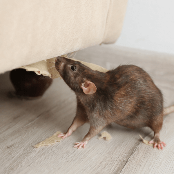 best pest control niagara region - Are you a Property Manager Dealing with Pests - a rat behind a sofa