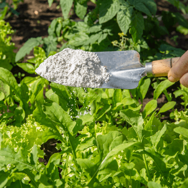 pest control company st catharines - 17 Effective Ways You Can Remove 10 Pests From Your Yard And Garden - a hand shovel with diatomaceous earth being spread on plants