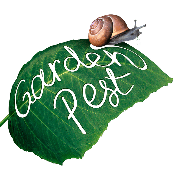 pest control company st catharines - 17 Effective Ways You Can Remove 10 Pests From Your Yard And Garden - a snail on a leaf