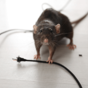 which is the best pest control company - How Pests Can Ruin Your Manufacturing Business - a mouse and a damaged electrical cord (1)