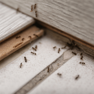 which is the best pest control company - How Pests Can Ruin Your Manufacturing Business - ants in between a pile of floorboards