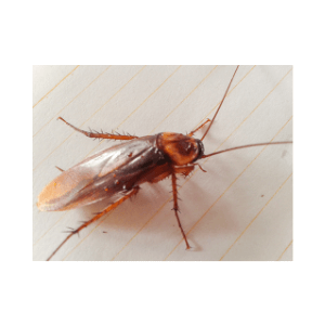 pest control near me - The Link Between Cockroaches And Asthma – What You Need To Know - a cockroach on the floor