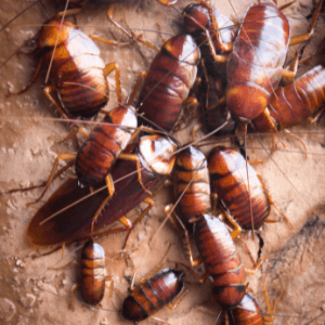 pest control near me - The Link Between Cockroaches And Asthma – What You Need To Know - a pile of dead cockroaches