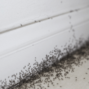 Niagara ant control - 7 Genius Tips to Keep Ants Out of Your Home - an ant infestation around a corner baseboard