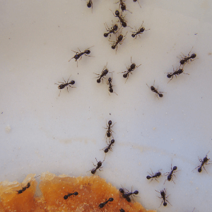 Niagara ant control - 7 Genius Tips to Keep Ants Out of Your Home - ants feeding on leftover syrup on a plate