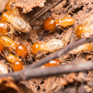 professional termite inspection - Buying a Home Remember, Termite Inspection Matters - a colony of termites eating wood