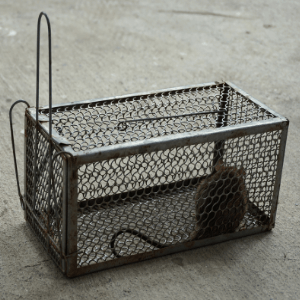 mouse trap st catharines ontario - Is a Mouse Trap Effective Pest Control Solutions for St Catharines Ontario - a catch and release mouse trap
