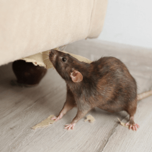 mouse trap st catharines ontario - Is a Mouse Trap Effective Pest Control Solutions for St Catharines Ontario - a mouse under a sofa