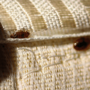 bed bug treatment niagara region - a couple of bedbugs wedged in the seams of an upholstery