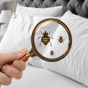 bed bug treatment niagara region - hand holding a magnifying glass against pillows on a bed illustrating bedbugs