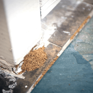 termite control near me