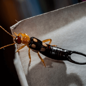 Mississauga pest control companies