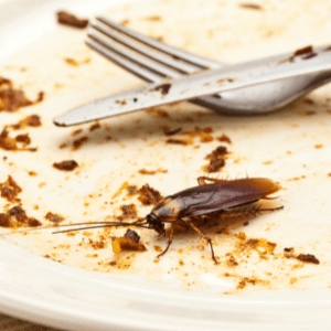 Cockroach Control St. Catharines